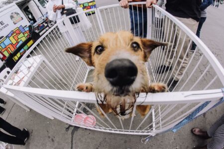 Feira de Adoção de Cães e Gatos está em todos os domingos do Festival do Chocolate de Ribeirão Pires