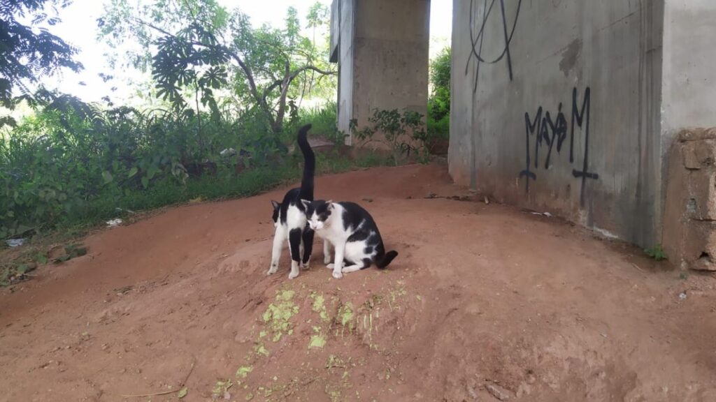 Diadema vacina 46 animais de pessoas em situação de rua

