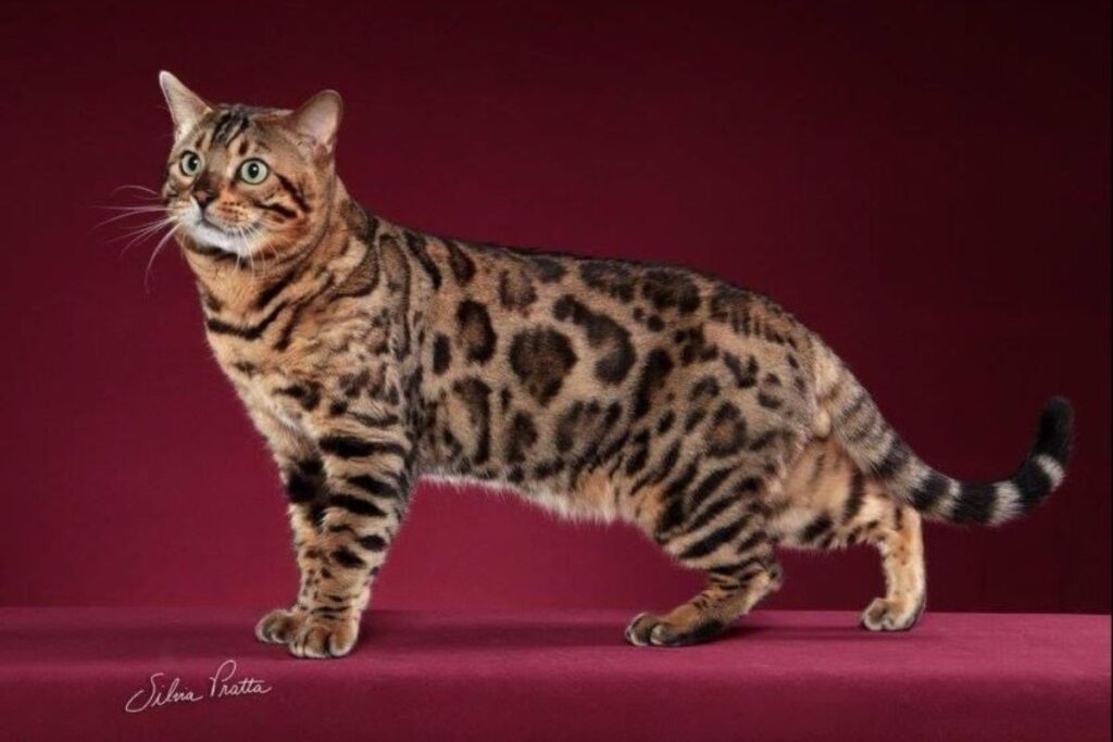 Dr. Hato recebe felinos gigantes e exóticos em exposição