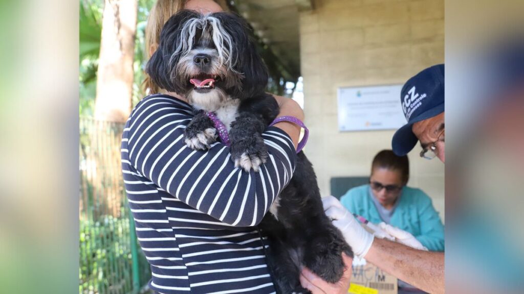 Prefeitura de Diadema vacina 592 animais contra a raiva