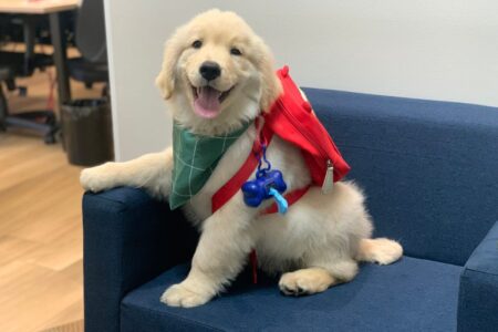 OSSEL Assistência marca presença na Corrida 5K Animal no São Bernardo Plaza Shopping