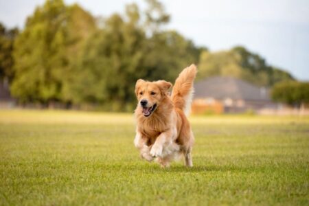 SP propõe lei para regulamentar comércio e garantir bem-estar de cães e gatos domésticos