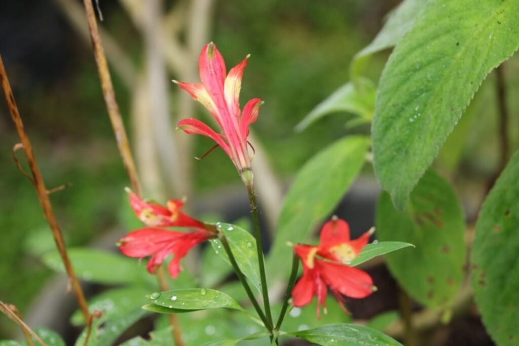 Viveiro do Jardim Botânico abriga mais de 700 exemplares únicos da natureza