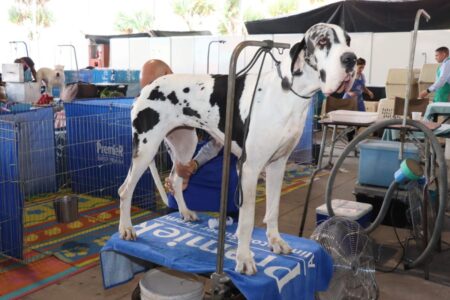 Exposição reuniu mais de 300 cães de raças raras em Ribeirão Pires