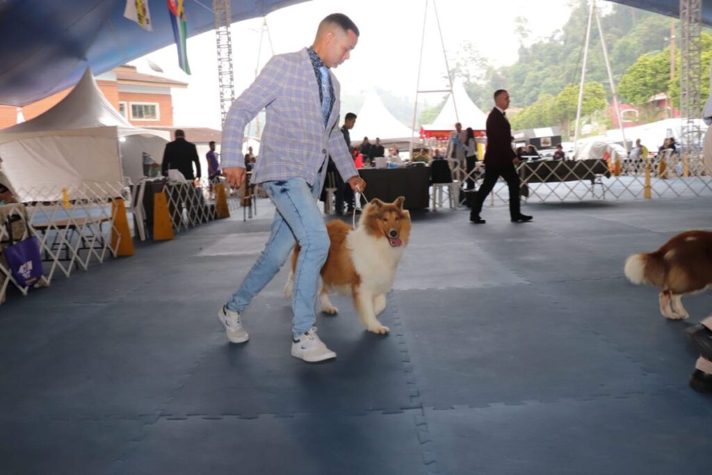 Exposição reuniu mais de 300 cães de raças raras em Ribeirão Pires