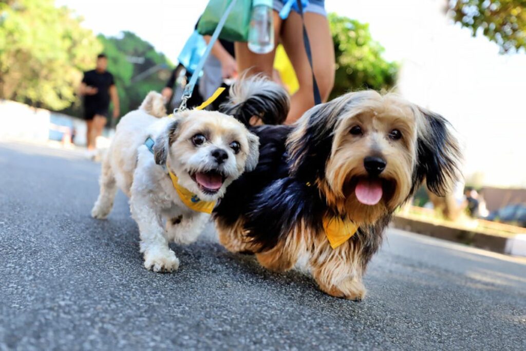 Praça da Moça recebe Cãominhada no domingo