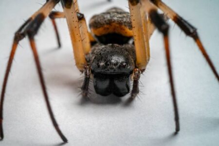 Butantan molécula de aranhas pode ser usada para fazer inseticidas contra o Aedes