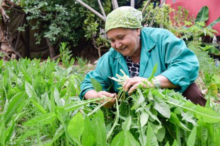 Diadema sedia encontro sobre agricultura urbana