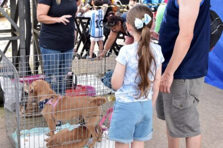 Santo André bate recorde de adoção de animais em 2023