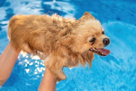 Hospital Veterinário e Pet Shop Dr. Hato promove 1° Campeonato de Natação de Verão