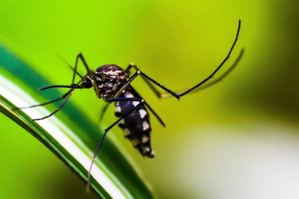 Primeiro na vacinação em massa contra dengue, Dourados tem Dia D