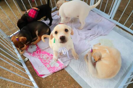 Santo André promove segunda edição do ano da feira de adoção de animais