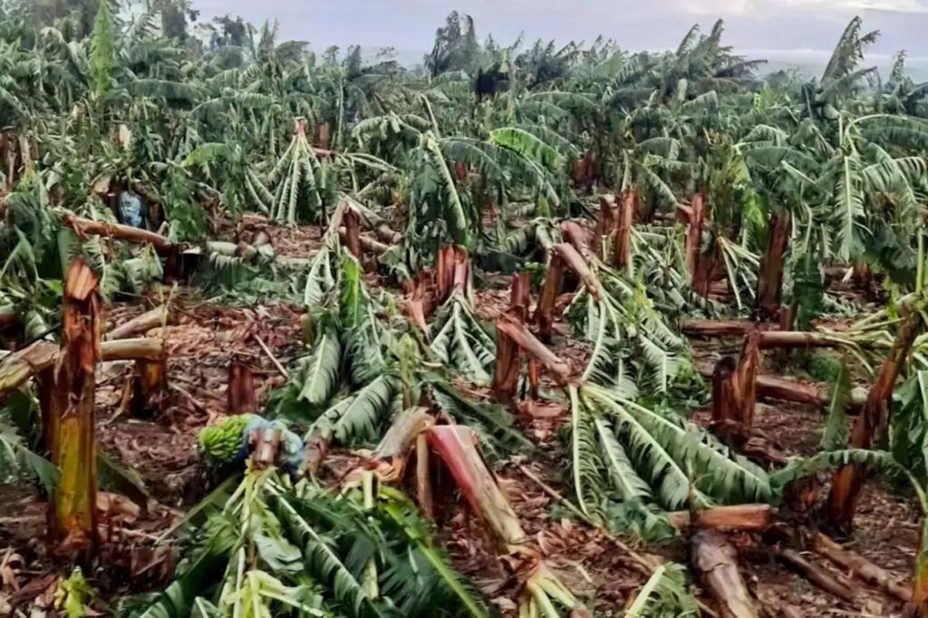 Ventania devasta plantações de banana na região do Vale do Ribeira
