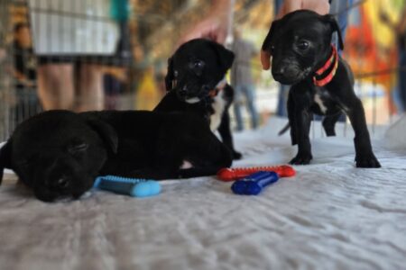 Prefeitura de Ribeirão Pires doa quase 600 pets em Feiras de Adoção