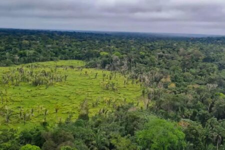 Desmatamento na Amazônia tem queda de 21,8% e no Pantanal, de 9,2%