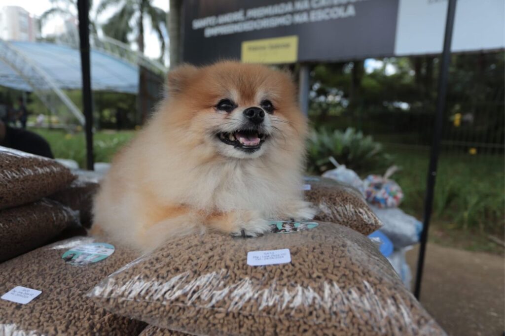 Moeda Pet será ponto de arrecadação de rações para animais do Rio Grande do Sul

