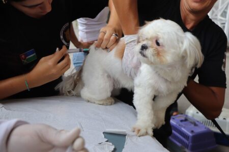 Ribeirão Pires disponibiliza vacinação antirrábica gratuita para cães e gatos