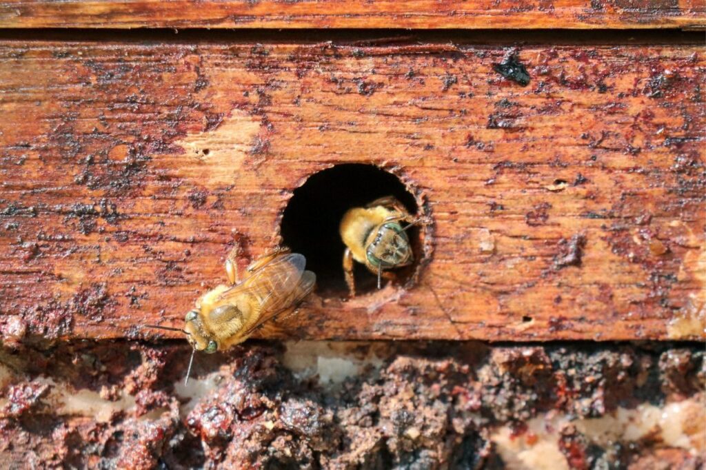 Semana das Abelhas: Projeto "Condomel - Abelhas da Mata" revitaliza ecossistema urbano de Ribeirão Pires

