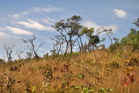 Bioma mais devastado do País, Cerrado conta com lei de proteção aprovada pela Alesp há 15 anos