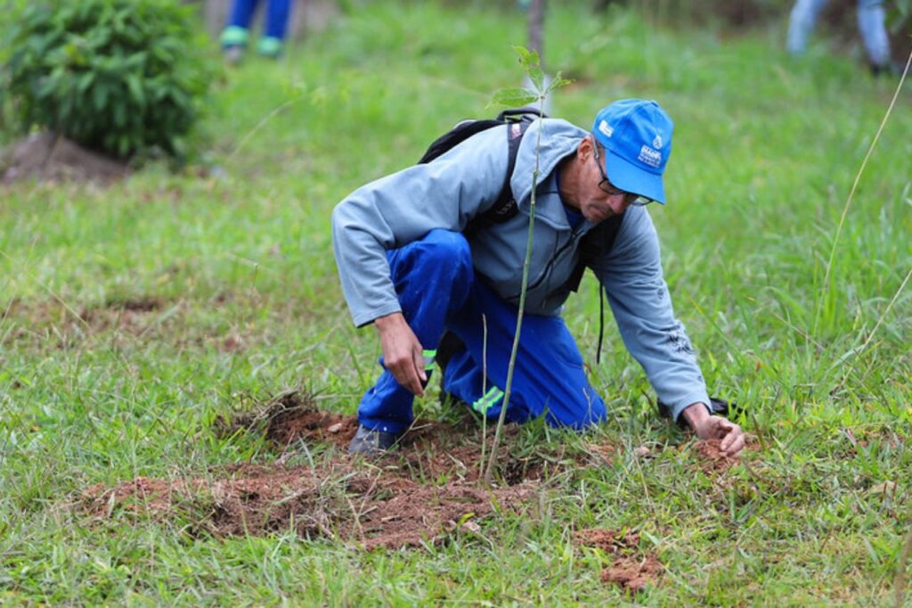 Diadema planta 2,3 mil mudas de árvores em junho