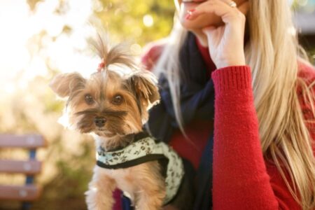 Férias com animais de estimação conheça os destinos paulistas ‘pet friendly’