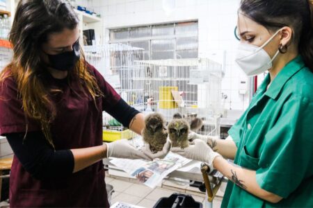 São Bernardo lança ferramenta para formar mapa colaborativo de animais silvestres