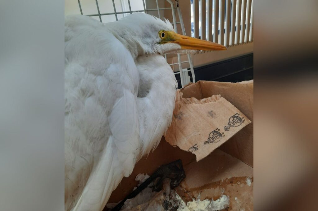 Ave é resgatada com asas cortadas em Santo André