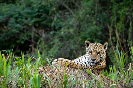 Descubra a biodiversidade única do Pantanal maior planície alagável do mundo