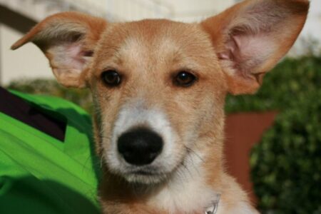 Encontro de cães sem raça e eventos para a família agitam o final de semana do Atrium Shopping