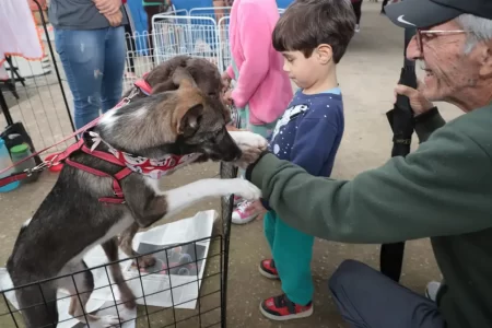 Santo André promove feira de adoção de animais neste domingo, no Parque Central