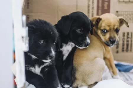 Ribeirão Pires realiza Feira de Adoção de Cães e Gatos neste sábado (26), durante o evento Tigela Cheia