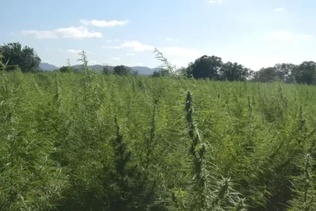 Cristiano Maronna fala sobre regulamentação da cannabis na ExpoCannabis em São Paulo