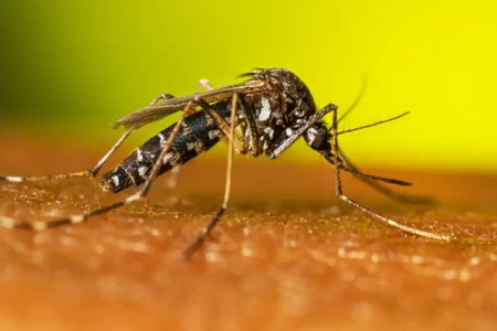 Proliferação do Aedes aegypti em áreas afetadas pelo El Niño