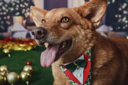 Tutor segurando a coleira de um cachorro com identificação do RG Animal, promovendo segurança e proteção ao pet.