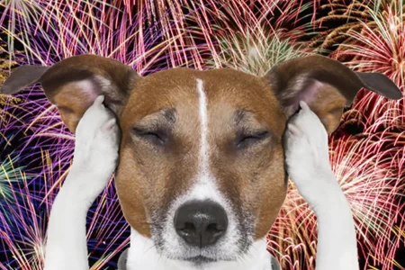 Fogos de Artifício veterinária do CEUB dá dicas para proteger cães e gatos no Réveillon