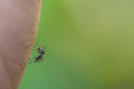 Dengue avança pelo país com 6,5 milhões de casos e vacina em fase final