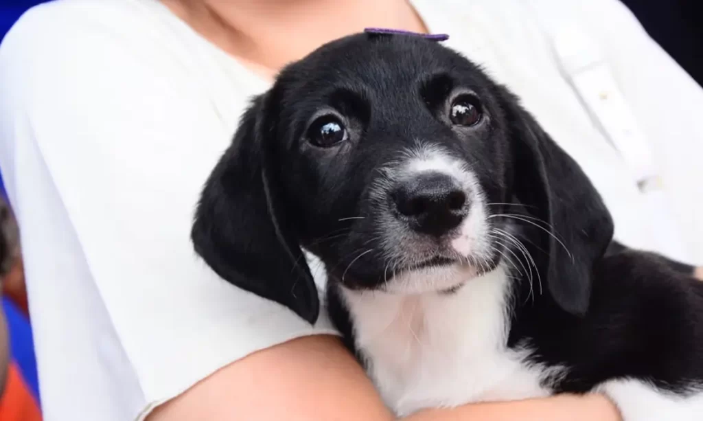 Feira de adoção em Santo André encontra lares para 31 animais 1 Feira de adoção em Santo André encontra lares para 31 animais