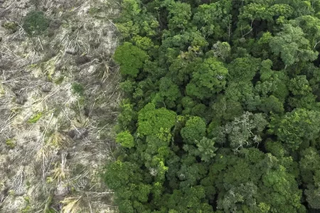 Flávio Dino determina prazos para implantação do Sinaflor na Amazônia e Pantanal