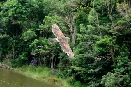 Gaviões resgatados em Santo André são devolvidos à natureza após reabilitação