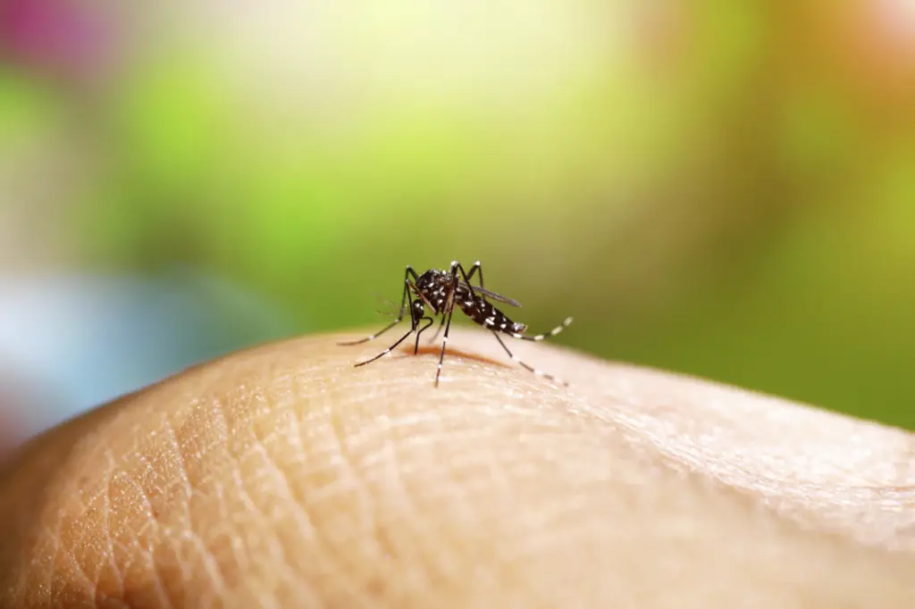 Governo de São Paulo apresenta plano de contingência para combater dengue, chikungunya e Zika