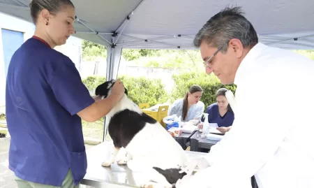 Pets disponíveis para adoção tem reforço de imunização em Mauá