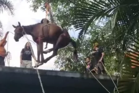 Resgate do cavalo Caramelo em laje mobiliza equipes de emergência em Peruíbe