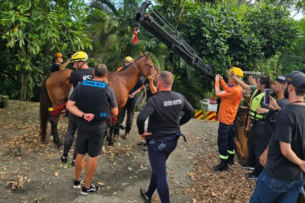 Resgate do cavalo Caramelo em laje mobiliza equipes de emergência em Peruíbe