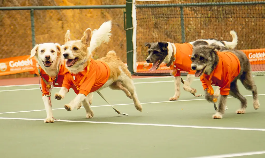 Kia Brasil faz parceria com PremieRpet para o Rio Open 2025 1 Kia Brasil faz parceria com PremieRpet para o Rio Open 20252