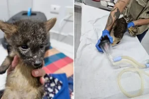 Zoo de São Bernardo recebe carcará e filhotes de cachorro do mato para tratamento veterinário