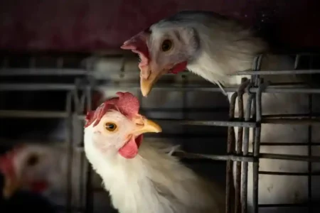Brasil confirma dois casos de gripe aviária e mantém monitoramento em seis estados