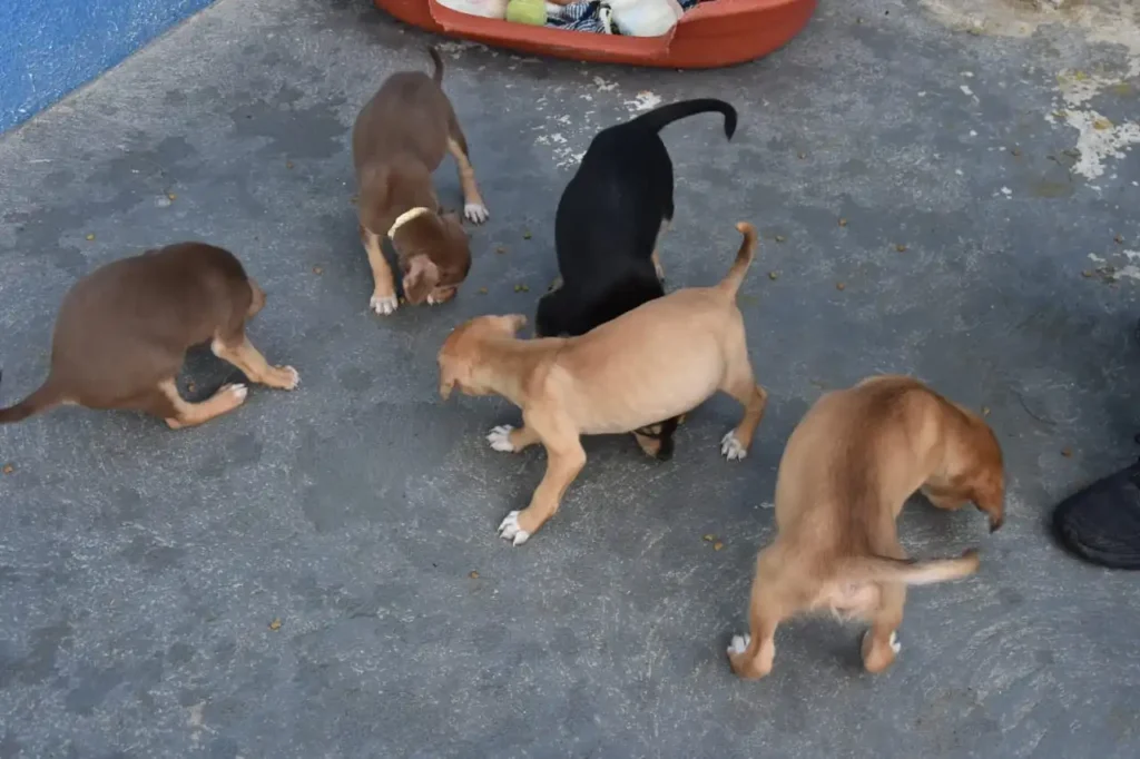 Hospital Veterinário de Santo André realiza terceira edição da Feira de Adoção de Animais neste sábado 3 Hospital Veterinário de Santo André realiza terceira edição da Feira de Adoção de Animais neste sábado