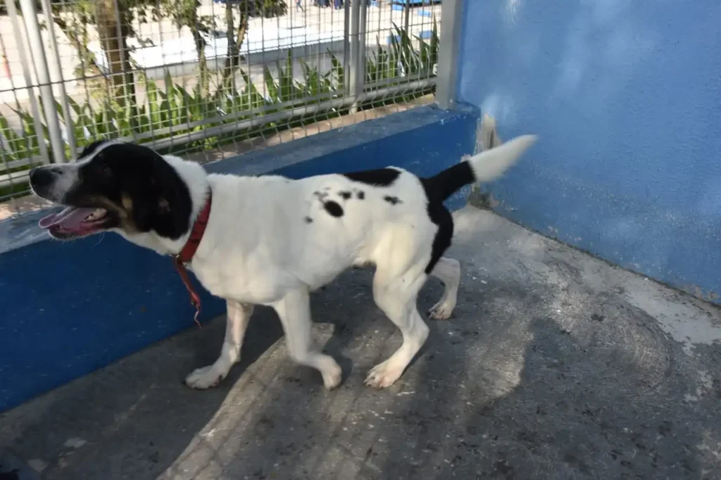 Hospital Veterinário de Santo André realiza terceira edição da Feira de Adoção de Animais neste sábado 1 Hospital Veterinário de Santo André realiza terceira edição da Feira de Adoção de Animais neste sábado