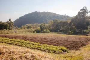 Hortas urbanas e ações de combate à fome compõem plano do 'Alimenta Cidades' em São Bernardo