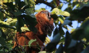 No Dia da Mata Atlântica, projeto destaca fauna nativa no Parque das Fontes do Ipiranga